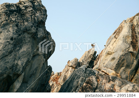 Life of India : Monkeys of Griddhakuta Hill 29951884