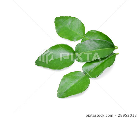 Kaffir lime leaf isolated on white background 29952018