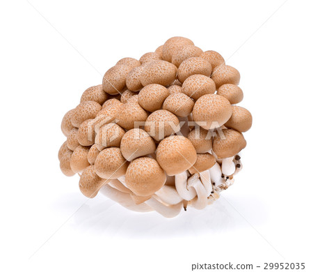Buna shimeji mushroom Buna shimeji mushroom 29952035