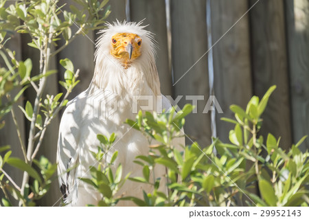 Alimoche on a branch, Neophron Precnopterus Alimoche on a branch, Neophron Precnopterus 29952143