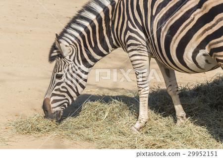 Chapman Zebra , Equus Burchelli Chapmani 29952151