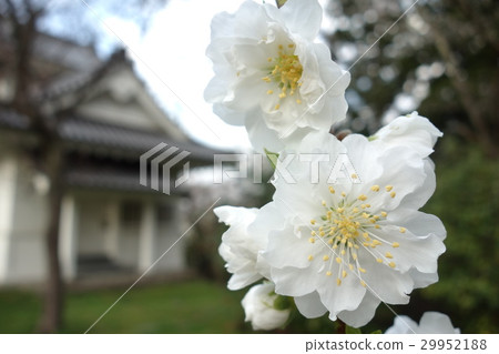 雙櫻花 雙櫻花 29952188