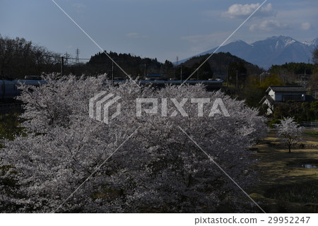 Super Azusa going towards Yatsugatake in cherry blossoms in full bloom of Mount Hiraku-san, Yamanashi Prefecture Super Azusa going towards Yatsugatake in cherry blossoms in full bloom of Mount Hiraku-san, Yamanashi Prefecture 29952247