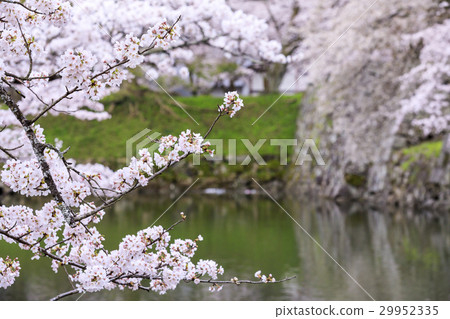 櫻花彥根城堡 29952335