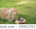Holland lop rabbit and easter egg in the garden 29952703