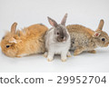 New born rabbit on white background 29952704