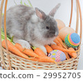 New born rabbit on carrot basket. 29952705