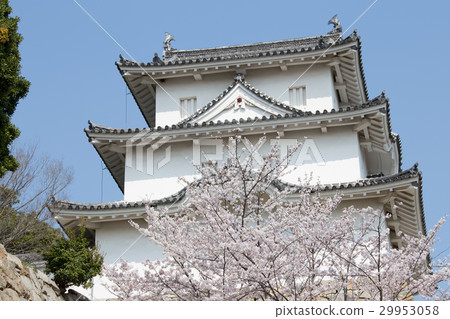 Cherry Akashi Castle的所有者 Cherry Akashi Castle的所有者 29953058