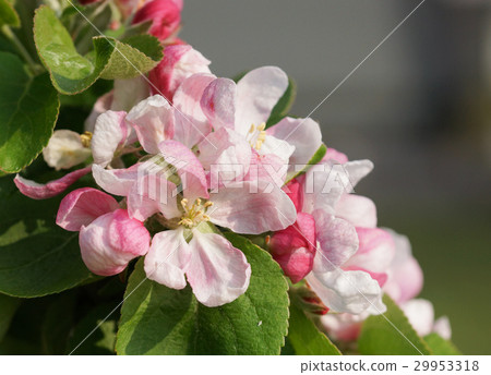 Blossom of apple tree, Malus 29953318