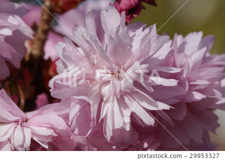 Kiku-shidare-zakura, Prunus serrulata 29953327