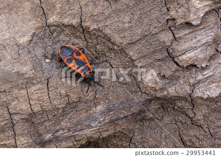 Photo insect bug-soldier outdoor. 29953441