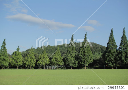 Green-filled park 29953801
