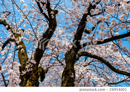 Cherry blossoms and blue sky Cherry blossoms and blue sky 29954001