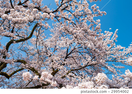 Cherry blossoms and blue sky Cherry blossoms and blue sky 29954002