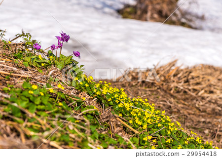 Katakuri and remaining snow Katakuri and remaining snow 29954418