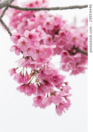 Sakura no Hana（橫濱久倉） 29954446