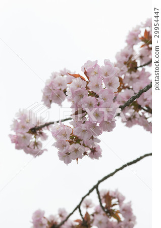 Sakura no Hana (Tsukubane Zakura) 29954447