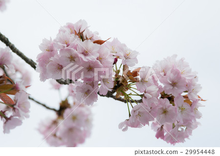 Sakura no Hana（Tsukubane Zakura） 29954448