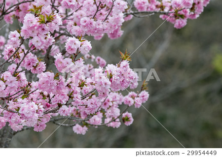 櫻花（Beniyutaka） 29954449