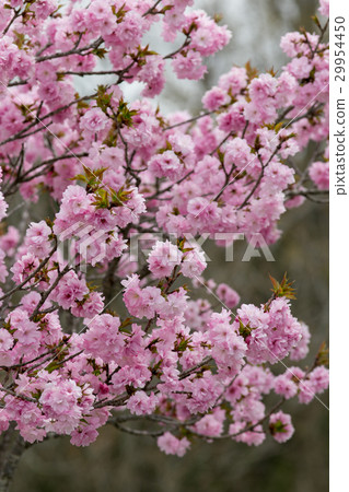 櫻花（Beniyutaka） 29954450