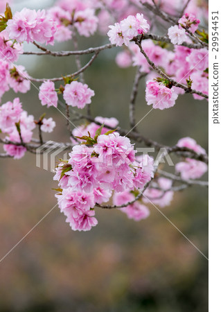 櫻花(Beniyutaka) 櫻花(Beniyutaka) 29954451