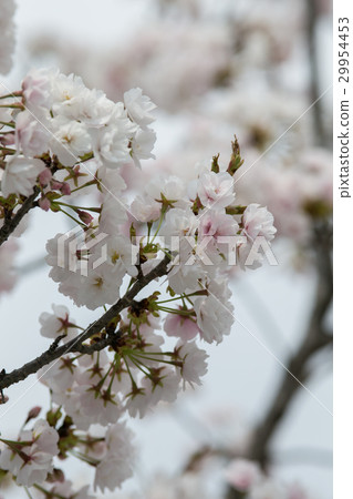 Sakura no Hana (Sasabezakura) 29954453