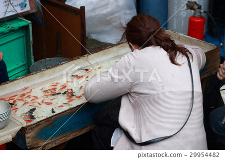 金魚瓢和婦女 金魚瓢和婦女 29954482