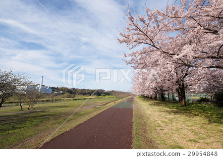 [騎自行車的聖地]多摩河自行車道/府中多摩河冷道（東京府中市）（複製空間） 29954848