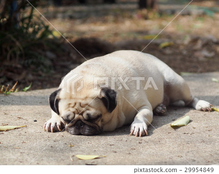 lovely white fat cute pug dog laying on the floor lovely white fat cute pug dog laying on the floor 29954849