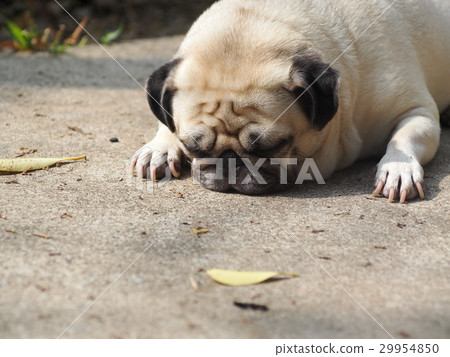 lovely white fat cute pug dog laying on the floor 29954850