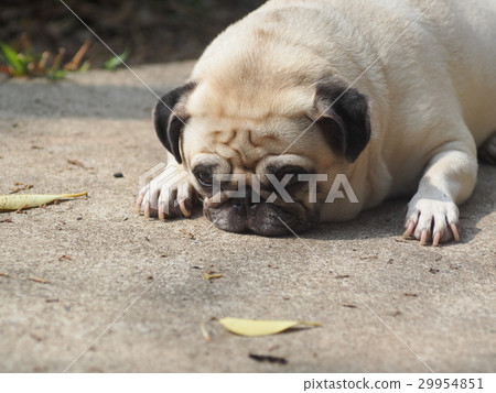 lovely white fat cute pug dog laying on the floor lovely white fat cute pug dog laying on the floor 29954851