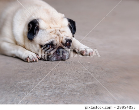 lovely white fat cute pug dog laying on the floor lovely white fat cute pug dog laying on the floor 29954853