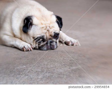 lovely white fat cute pug dog laying on the floor lovely white fat cute pug dog laying on the floor 29954854