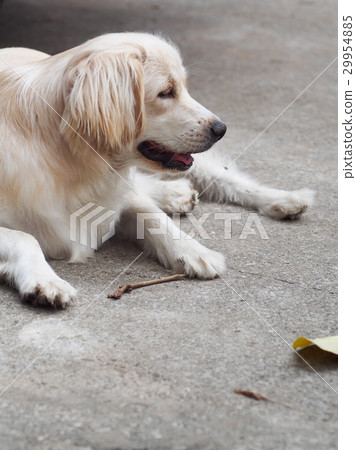 lovely funny white cute fat compact size young dog 29954885