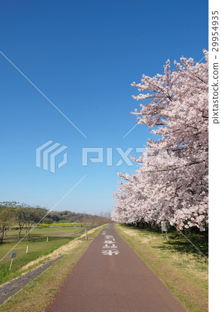 [Sacred place of cyclists] Tama River Cycling Road/Fuchu Tama River Cold Road (Fuchu City, Tokyo) (copy space) 29954935