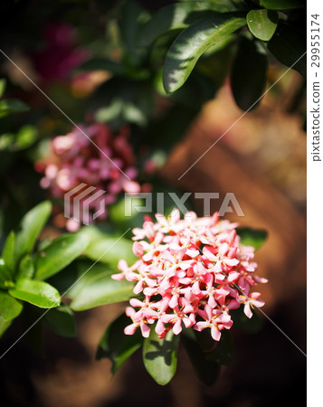 ixora, lovely colorful small tiny flowers in group ixora, lovely colorful small tiny flowers in group 29955174