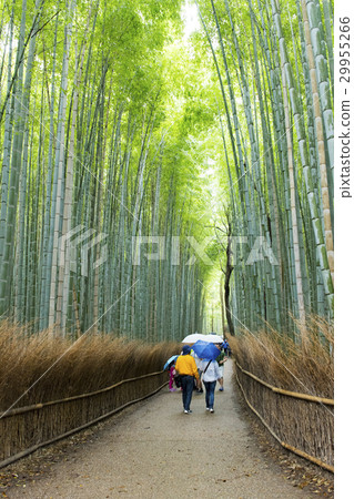 crowd in bamboo forest in Arashiyama Kyoto Japan 29955266