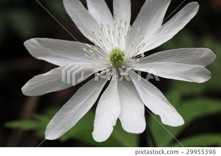 Expansion of flower flower expansion 29955398