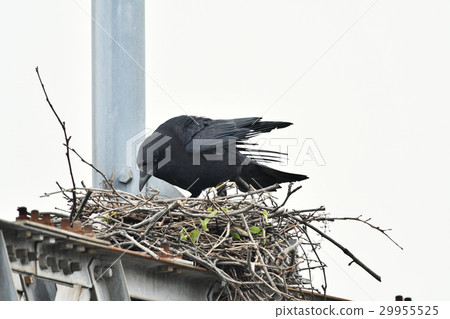 Crow's nest in a dangerous place 29955525