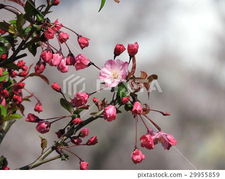 Hanakado開花在一個輪子裡 Hanakado開花在一個輪子裡 29955859