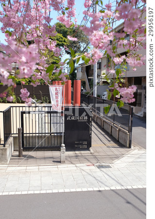 [National Historical Site] Musashi Kunibori Site (Spring) 29956197