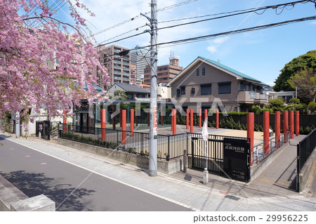[Tokyo Metropolitan National Historic Site] Musashi National Ruins (Spring) 29956225
