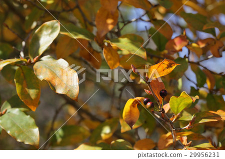 Yamakaubushi no Yamakaubushi no 29956231