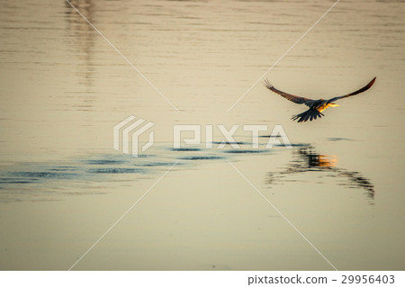 Flying African darter in the Kruger. Flying African darter in the Kruger. 29956403