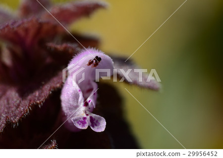 Princess Hanako's Flower 29956452