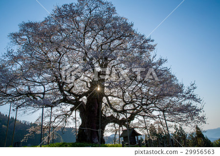 Daigo Sakura (Maniwa City, Okayama Prefecture) 29956563