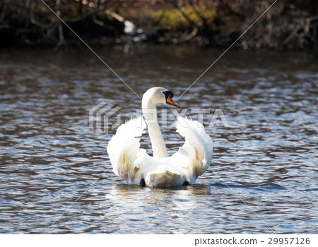 Beautiful swan in perfect light Beautiful swan in perfect light 29957126