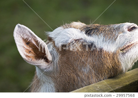 Small brown goat 29957568