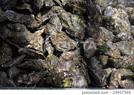 Raw oysters production line  29957569