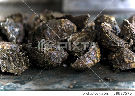 Raw oysters production line  29957570